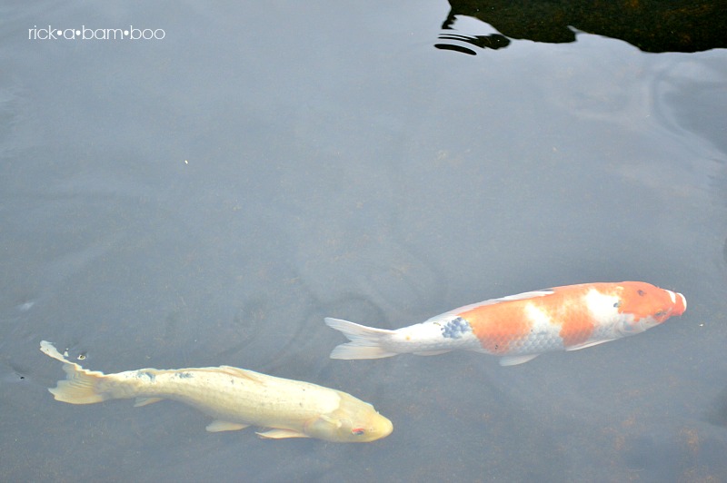 Koi Fish | rickabamboo.com | #maui #hawaii