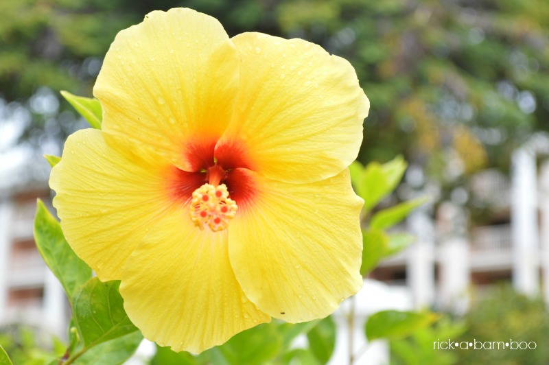Hawaiian flower | rickabamboo.com | #maui #hawaii