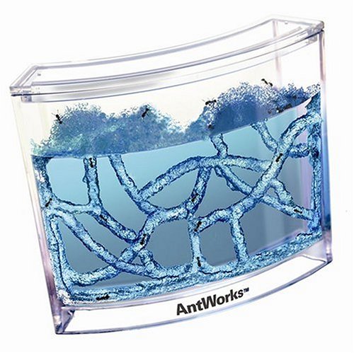Gel Ant Farm | STEM toy| Toddler Holiday Gift Guide | Amber Simmons | Watch the ants move about their entire colony. Don't forget to order the ants.